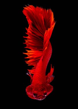 İçinde belgili tanımlık akvaryum daha iyi balık mücadele 