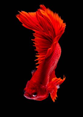 İçinde belgili tanımlık akvaryum daha iyi balık mücadele 