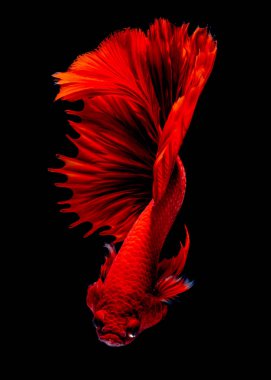 İçinde belgili tanımlık akvaryum daha iyi balık mücadele 