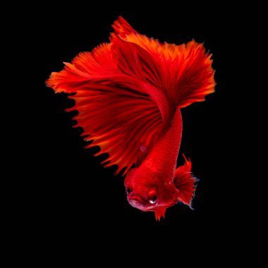 İçinde belgili tanımlık akvaryum daha iyi balık mücadele 