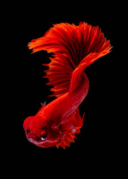 Betta fish Luta no aquário — Fotografia de Stock