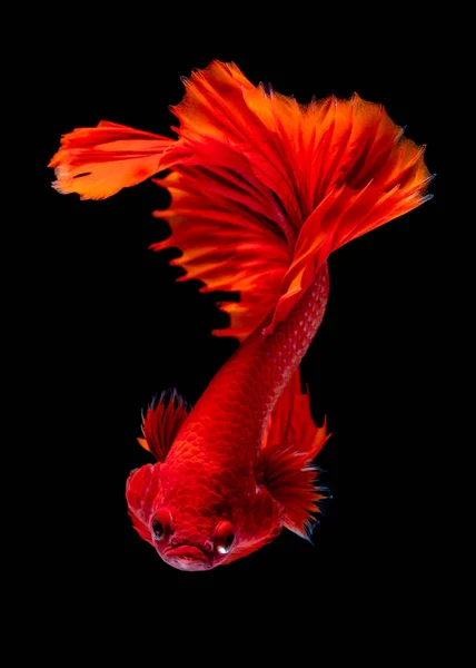 Betta fish Luta no aquário — Fotografia de Stock