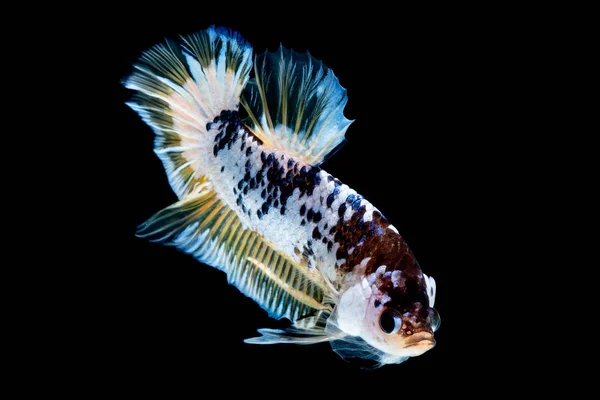 Бетта риби боротися в акваріумі — стокове фото