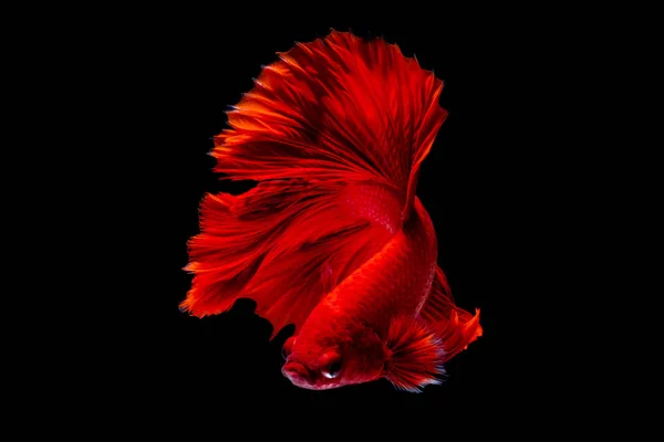 Betta 鱼在水族馆里打架 — 图库照片