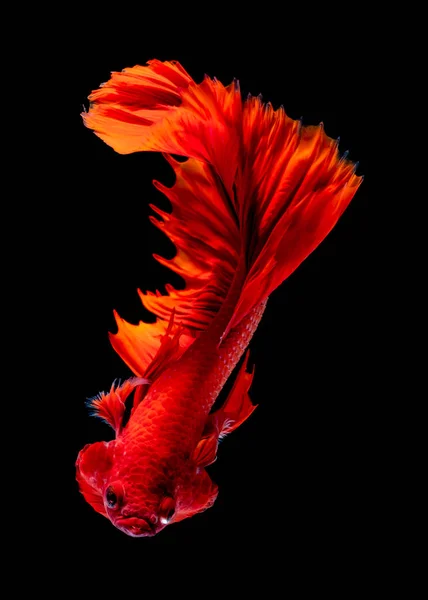 Beta-Fische kämpfen im Aquarium — Stockfoto