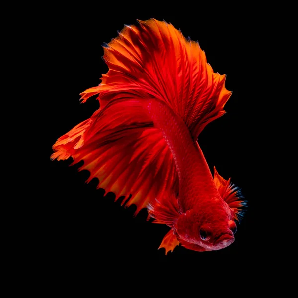 Betta fish Luta no aquário — Fotografia de Stock