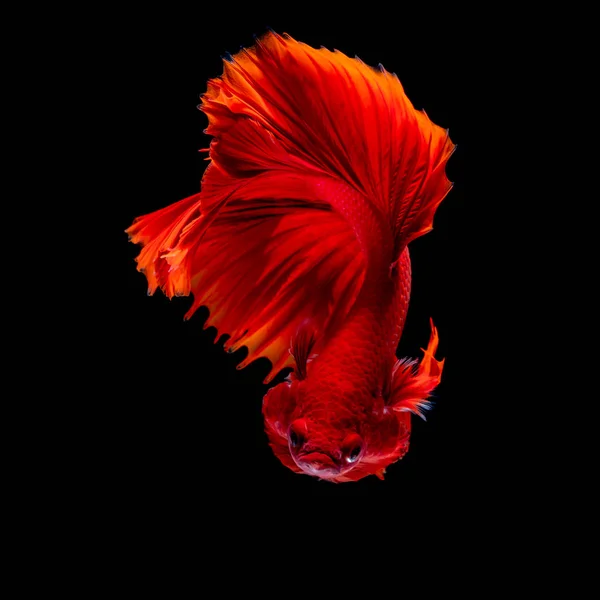 Betta peces Lucha en el acuario —  Fotos de Stock