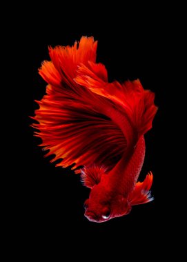 İçinde belgili tanımlık akvaryum daha iyi balık mücadele 