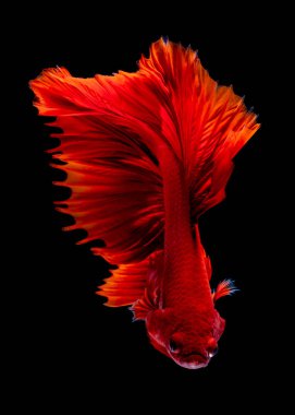 İçinde belgili tanımlık akvaryum daha iyi balık mücadele 