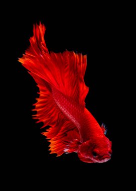 İçinde belgili tanımlık akvaryum daha iyi balık mücadele 