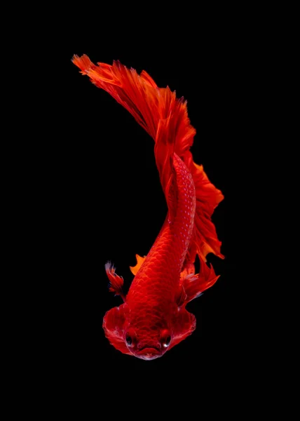 Betta fish Luta no aquário — Fotografia de Stock