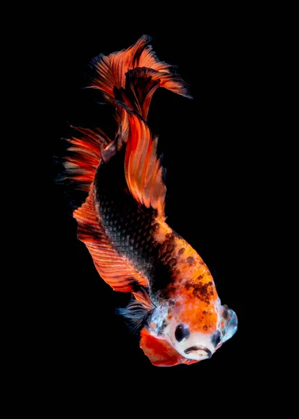 Betta vis vechten in het aquarium — Stockfoto