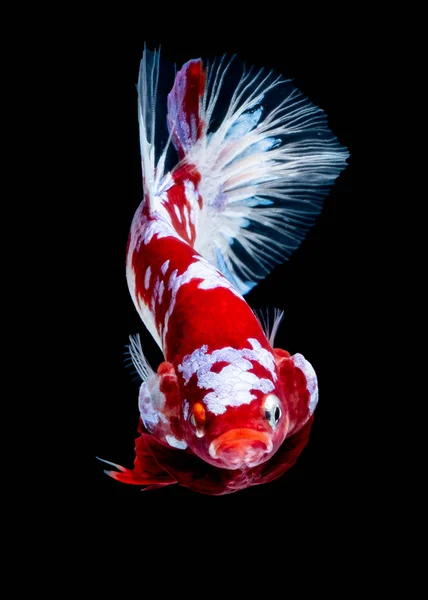 Betta fish Koi fish Red White in the aquarium — Stock Photo, Image