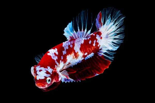 Betta fisk Koi fisk röd vit i akvariet — Stockfoto