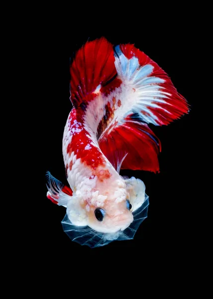 Betta vis Koi vissen rood wit in het aquarium — Stockfoto