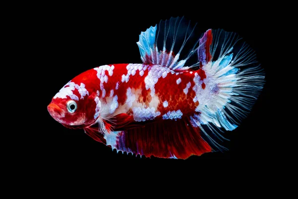 Ikan Betta Ikan Koi Putih Merah di — Stok Foto