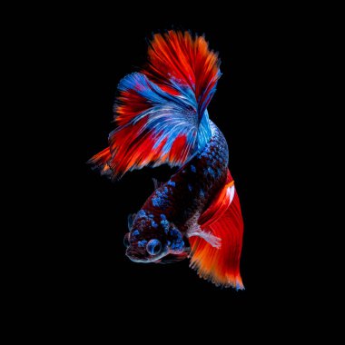 İçinde belgili tanımlık akvaryum daha iyi balık mücadele 