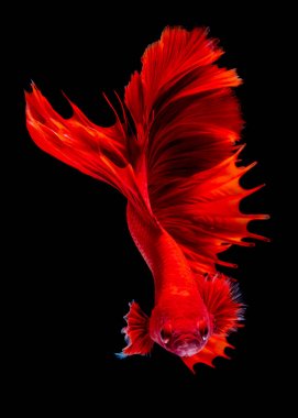 İçinde belgili tanımlık akvaryum daha iyi balık mücadele 