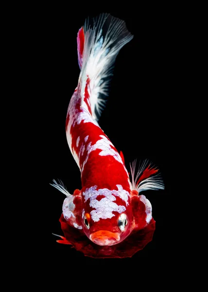 Betta ryb walki w akwarium — Zdjęcie stockowe