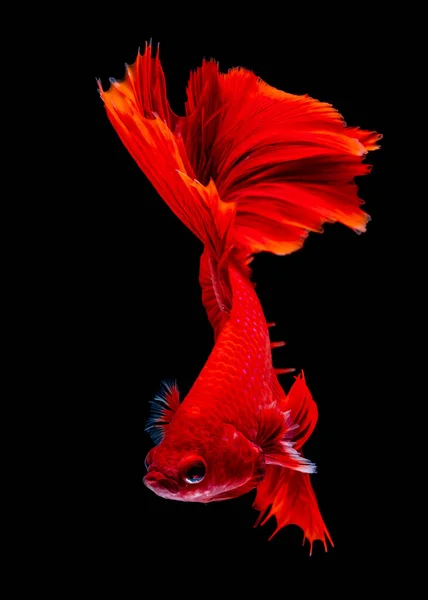 Betta fish Fight in the aquarium — Stock Photo, Image