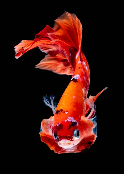 Betta peces Lucha en el acuario —  Fotos de Stock