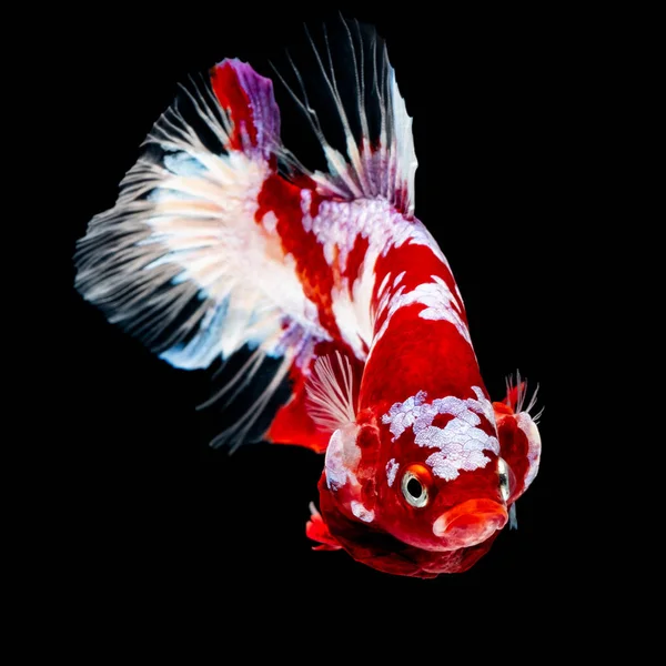 Betta poisson Lutte dans l'aquarium — Photo