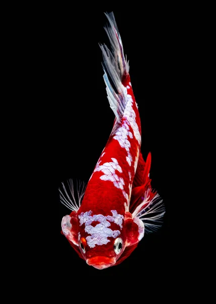Betta poisson Lutte dans l'aquarium — Photo