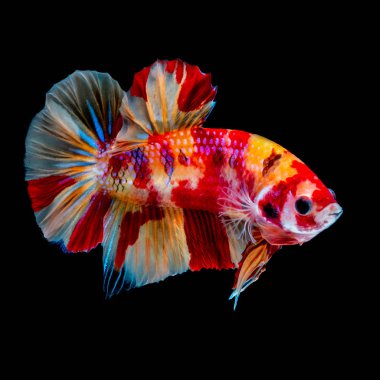 İçinde belgili tanımlık akvaryum daha iyi balık mücadele 