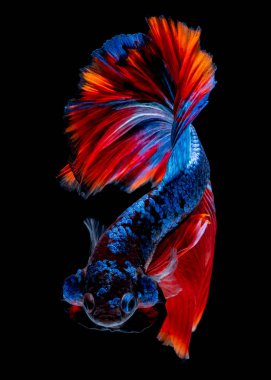 İçinde belgili tanımlık akvaryum daha iyi balık mücadele 