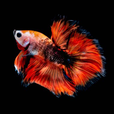 İçinde belgili tanımlık akvaryum daha iyi balık mücadele