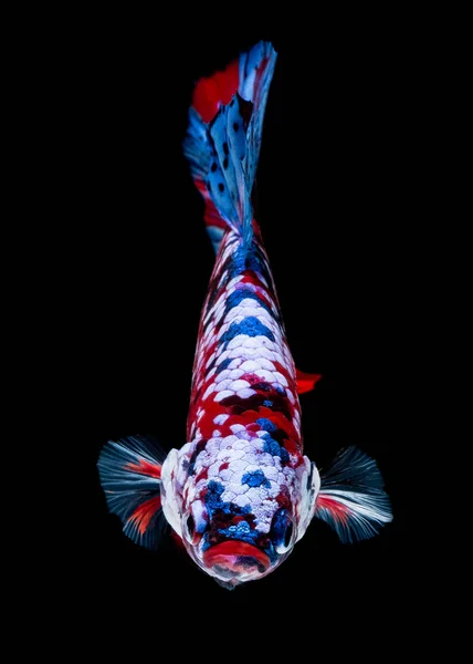 Betta-fisk Kjemper i akvariet – stockfoto