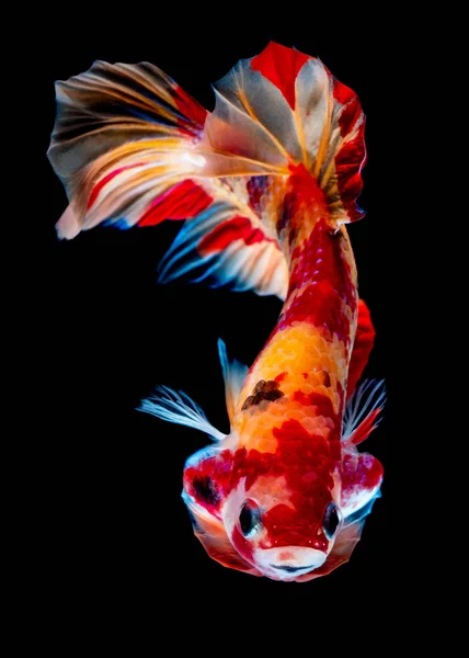 Ikan Betta Bertarung di akuarium Stok Lukisan  