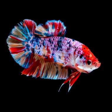 İçinde belgili tanımlık akvaryum daha iyi balık mücadele