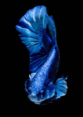 İçinde belgili tanımlık akvaryum daha iyi balık mücadele 