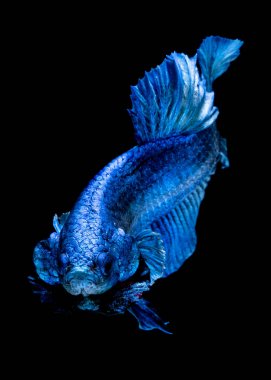 İçinde belgili tanımlık akvaryum daha iyi balık mücadele