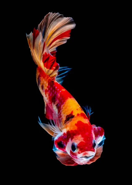 Betta fish Luta no aquário — Fotografia de Stock