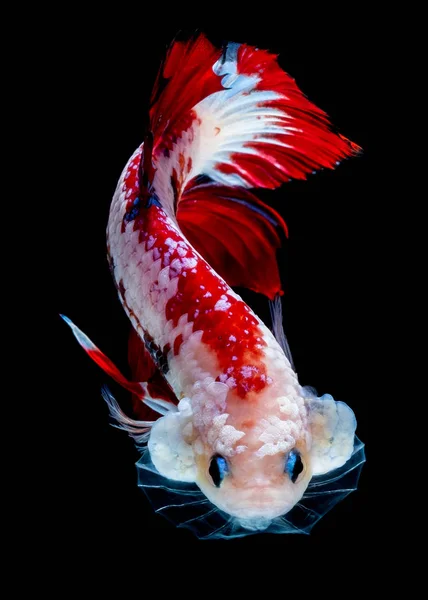 Betta fish Fight in the aquarium — Stock Photo, Image