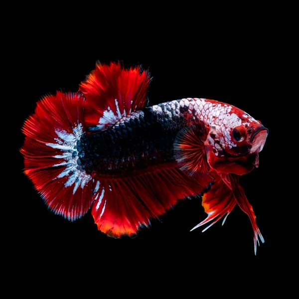 Betta の魚は水族館で戦う — ストック写真