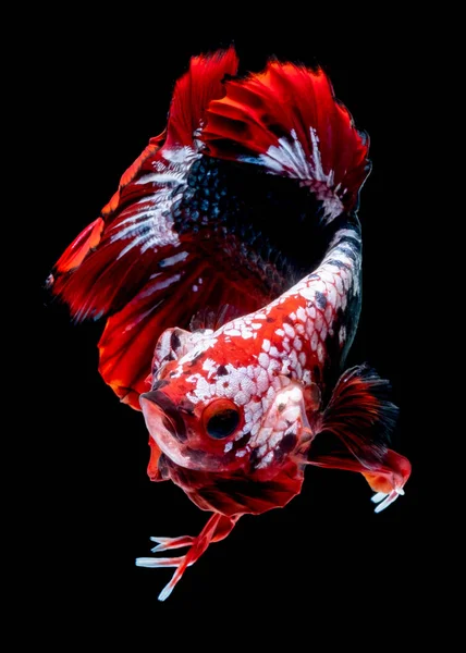 Betta poisson Lutte dans l'aquarium — Photo