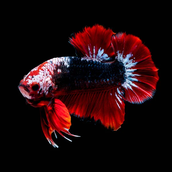 Betta hal küzdelem az akváriumban — Stock Fotó