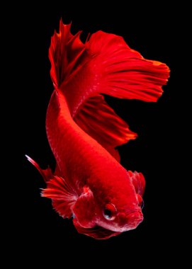 İçinde belgili tanımlık akvaryum daha iyi balık mücadele 