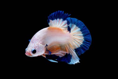 İçinde belgili tanımlık akvaryum daha iyi balık mücadele 