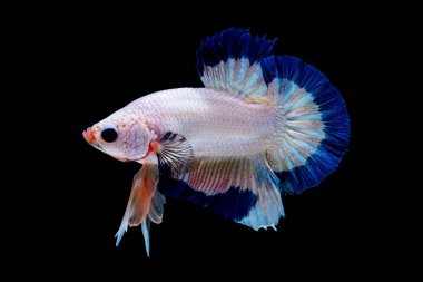 İçinde belgili tanımlık akvaryum daha iyi balık mücadele 