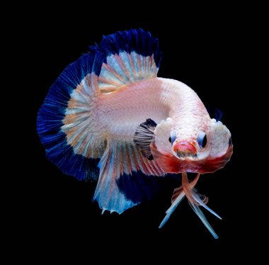 İçinde belgili tanımlık akvaryum daha iyi balık mücadele 