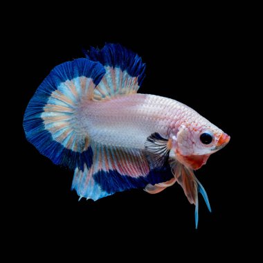 Daha iyi balık akvaryum siyah blackground mücadele