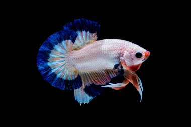 İçinde belgili tanımlık akvaryum daha iyi balık mücadele 