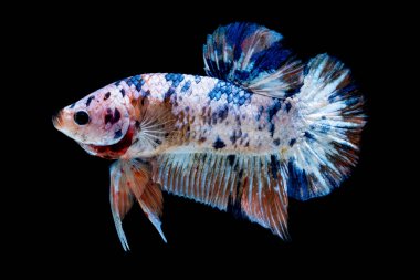 İçinde belgili tanımlık akvaryum daha iyi balık mücadele 