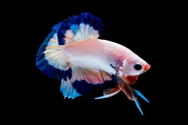 İçinde belgili tanımlık akvaryum daha iyi balık mücadele 