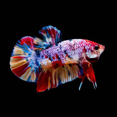 İçinde belgili tanımlık akvaryum daha iyi balık mücadele 