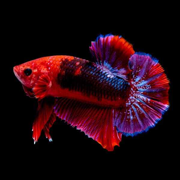 Betta fish Luta no aquário — Fotografia de Stock